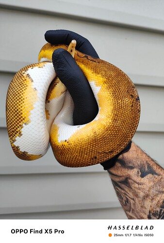 inbound6639265246096457974