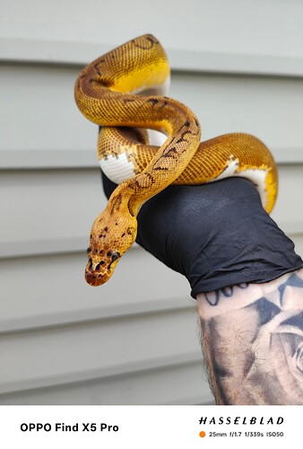 inbound972808965886378331