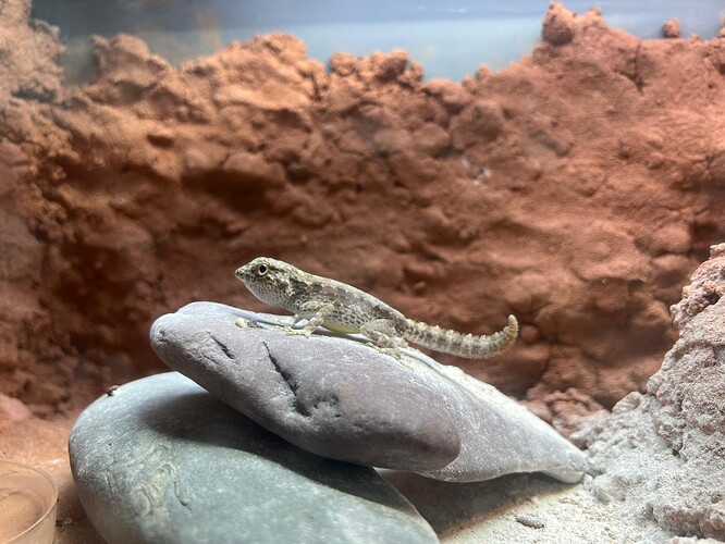 scorpion