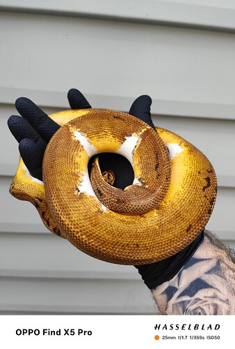 inbound3025723327999415167