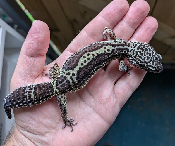 PXL_20250722_165653559~2